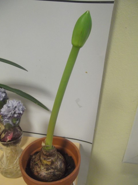 Bulbe amaryllis Bulbe amaryllis