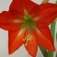 fleur d'amaryllis épanouie