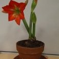 notre magnifique amaryllis